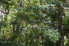 Olea dioica